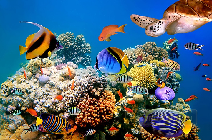 Обитатели кораллового моря 